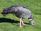 Crested Screamer (WWT Slimbridge October 2012) - pic by Nigel Key